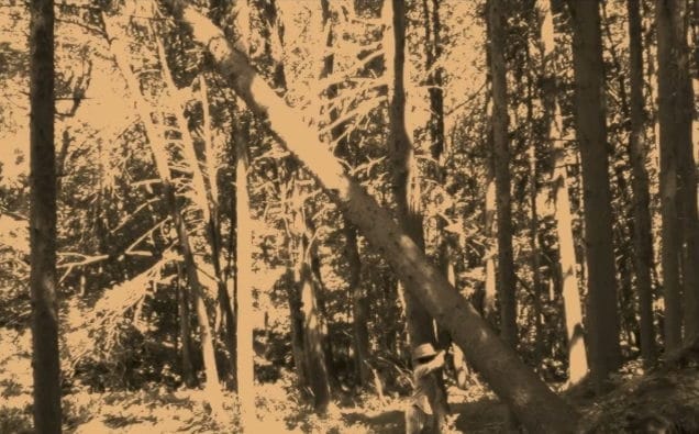 I Hold up a Tree in 1936
